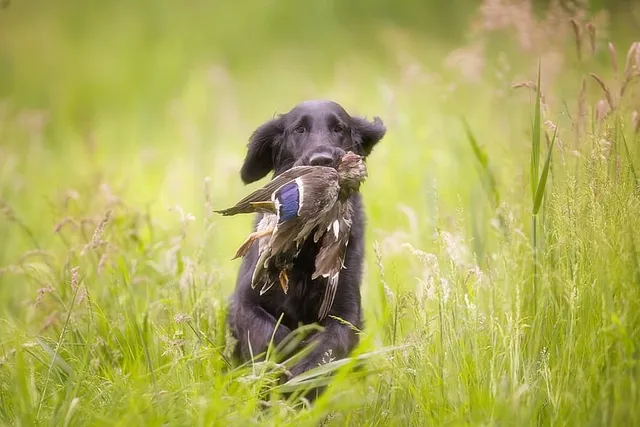 19 Bird Hunting Dog Breeds (With Info & Pictures)