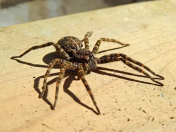 Wolf Spider Bite on Dog: 6 Steps to Treat It (Vet Answer)