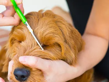 How to Trim a Goldendoodle’s Face: 10 Vet-Approved Tips