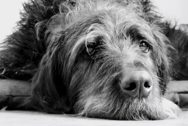 Great Danoodle (Poodle & Great Dane Mix): Info, Pictures, Care & More