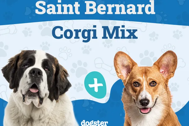 St. Bernard Corgi Mixed Dog Breed: Info, Pictures, Care & Traits