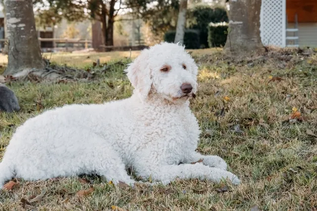 White Goldendoodle Dog Breed: Info, Pictures, Origin & More
