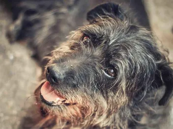 Doodleman Pinscher (Poodle & Doberman Pinscher Mix): Info, Pictures, Care & More