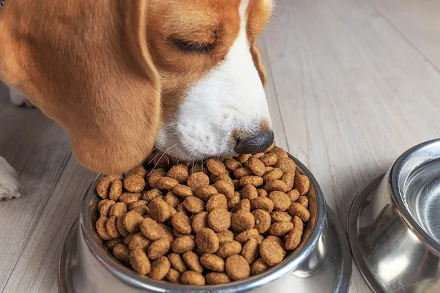 Which Dog Foods Have Never Been Recalled? 10 Popular Brands