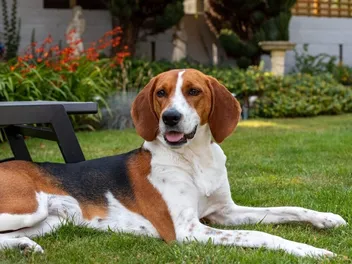 Kerry Beagle: Info, Pictures, Origin & History