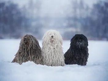 Puli Dog Breed: Info, Pictures, Characteristics & Care Guide