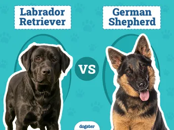 Labrador Retriever vs. German Shepherd: Key Differences (With Info & Pictures)