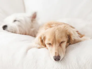 How Do Dogs Fall Asleep So Fast? Vet-Reviewed Canine's Sleep Cycle