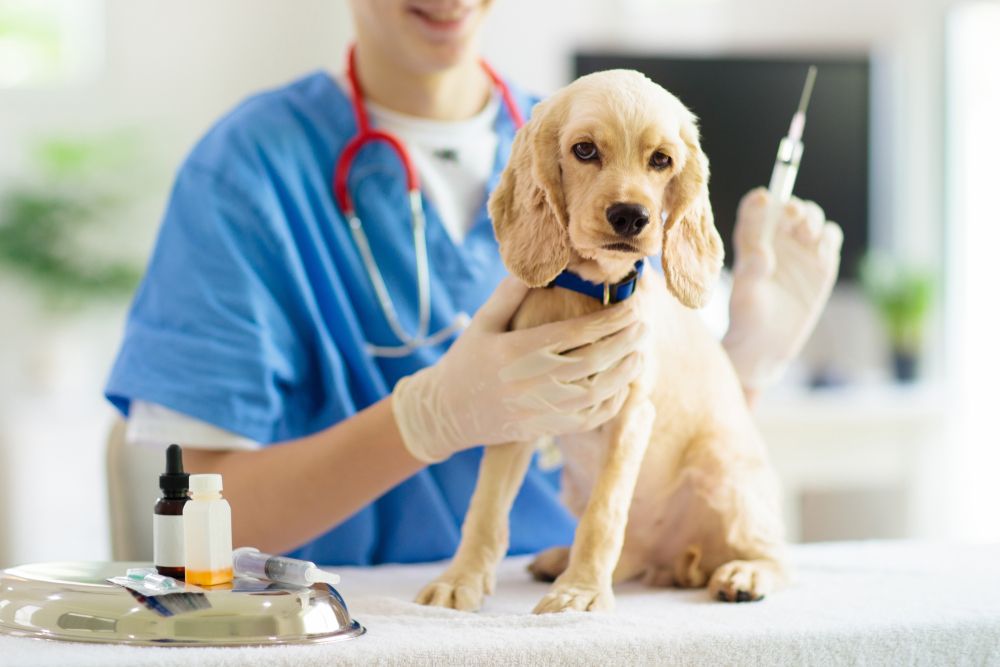 dog-vaccination-at-the-vet-clinic