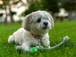 Why Dog Toys and Playtime Are Important for Dogs: Top 8 Reasons