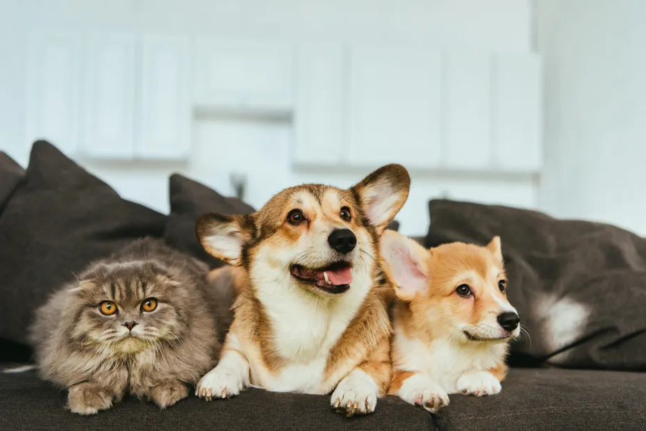 two corgis sitting on a couch next to cat