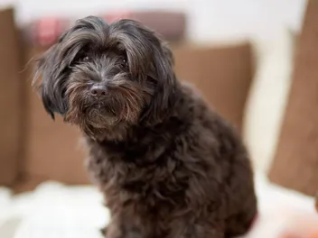 Black Havanese: Info, Pictures, Origin & History