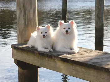 15 Types of American Eskimo Dog Mixes (With Info & Pictures)