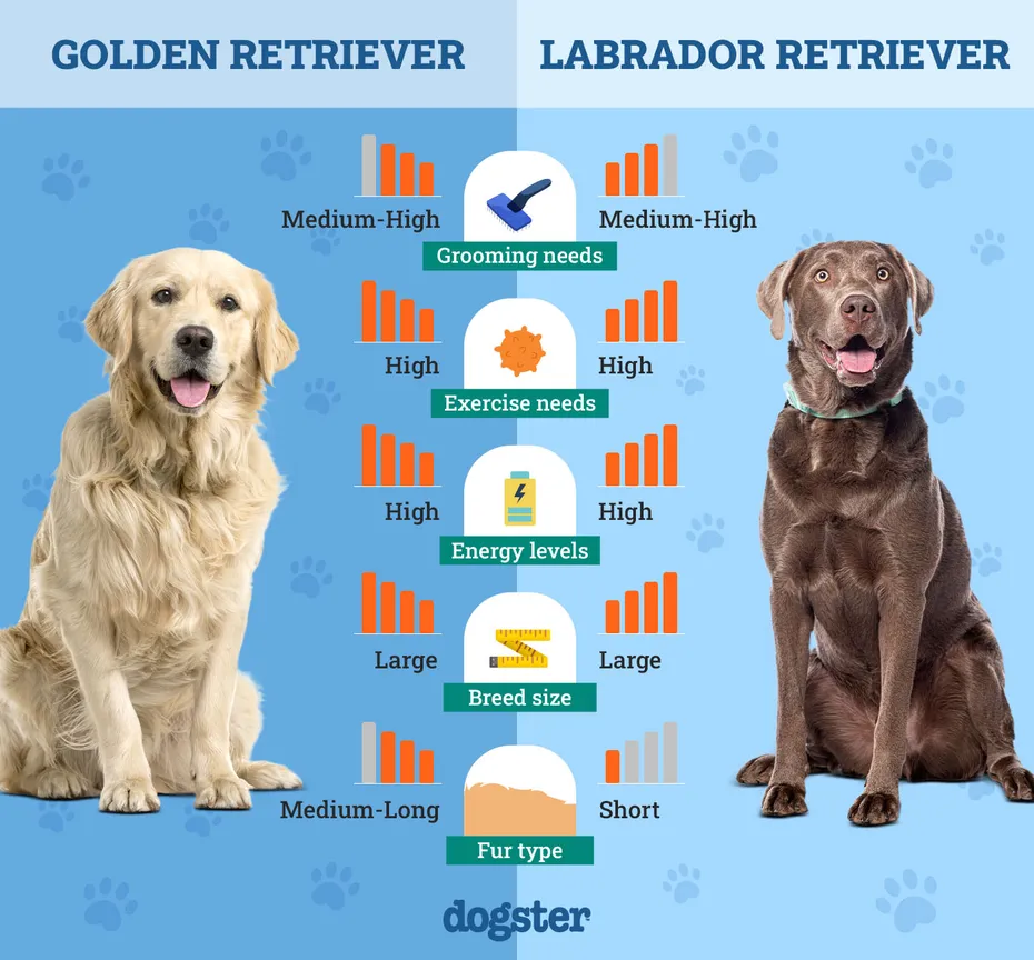 Dogster_Side by Side Comparison_ Golden Retriever vs Labrador Retriever