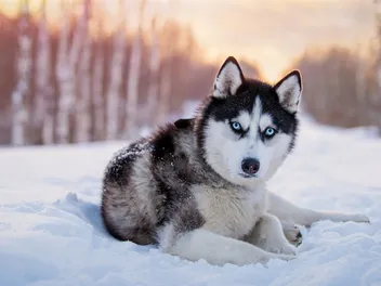 20 Most Aggressive Dog Breeds: Our Vet Discusses The Most Dangerous & Likely to Bite