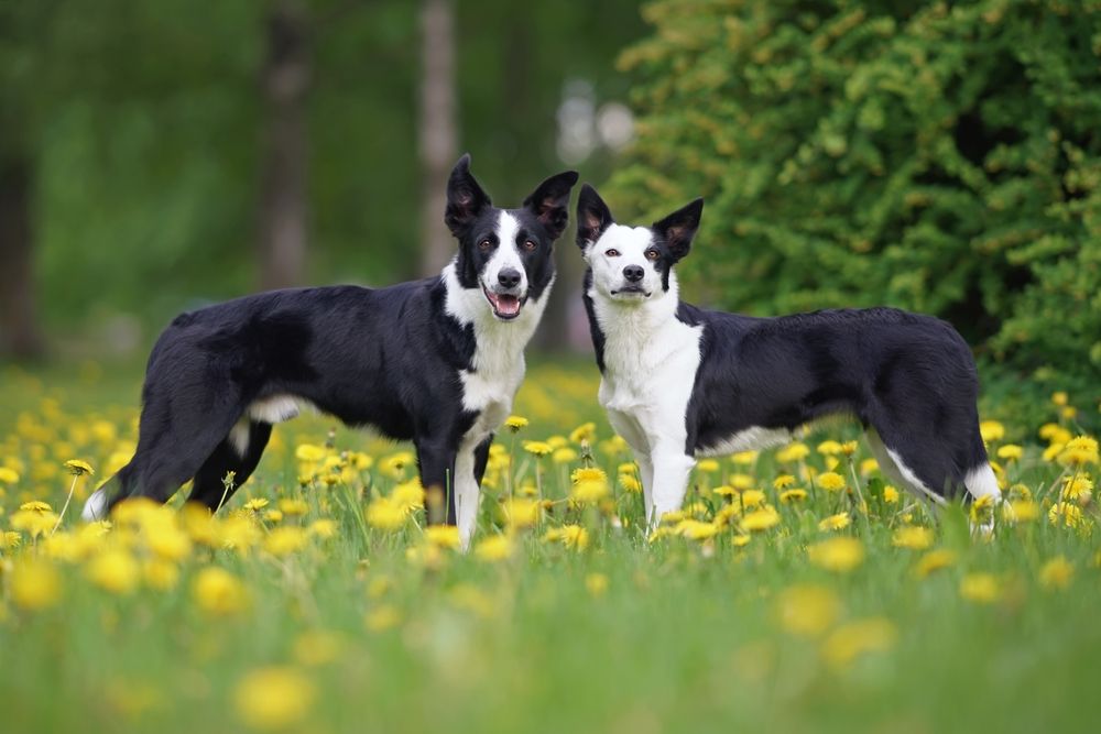 Two adorable black and white short-haired Border Collie dogs (male and female)