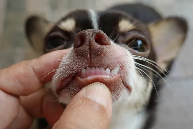 At What Age Do Puppies Lose Their Teeth? Vet-Verified Facts & FAQ