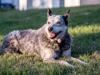 How to Groom an Australian Cattle Dog: 8 Great Tips
