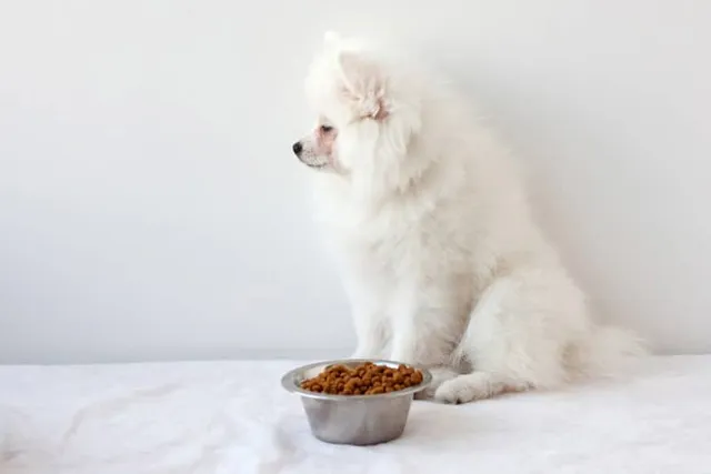Chronic Pancreatitis in Dogs: Causes, Signs & Care (Vet Answer)