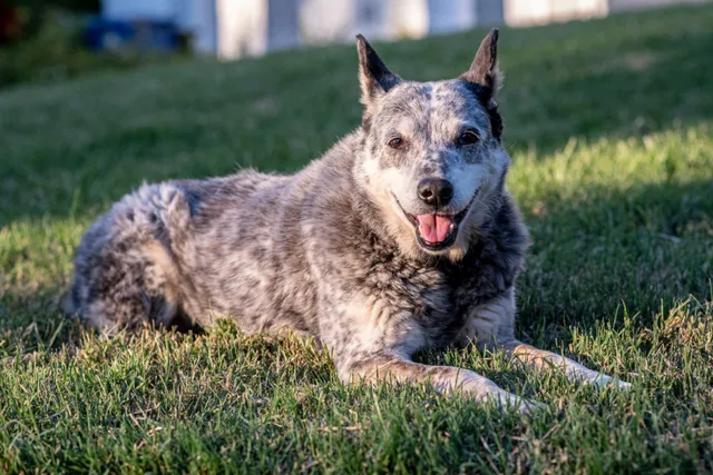 Australian Stumpy Tail Cattle Dog Breed: Info, Pictures, Facts & Traits