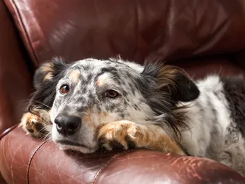 Abnormal Dog Behavior: 7 Vet-Reviewed Causes & Solutions