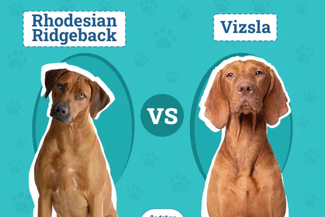 Rhodesian Ridgeback vs. Vizsla: Main Differences (With Pictures)