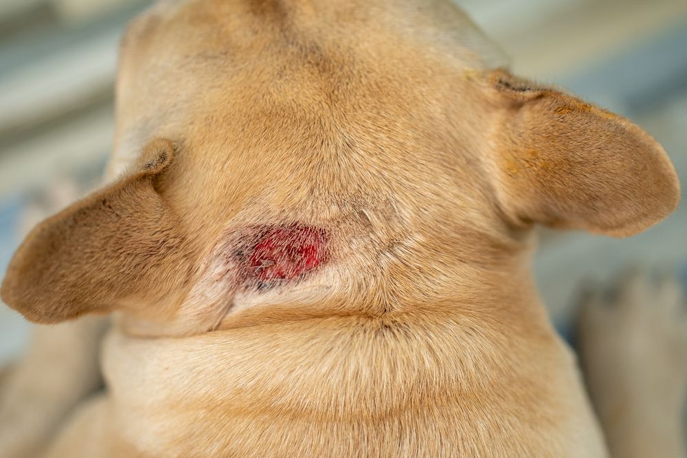 a hot spot on dog's neck during summer heat