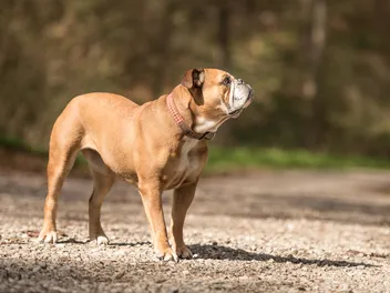 Continental Bulldog Breed: Info, Pictures, Care & More