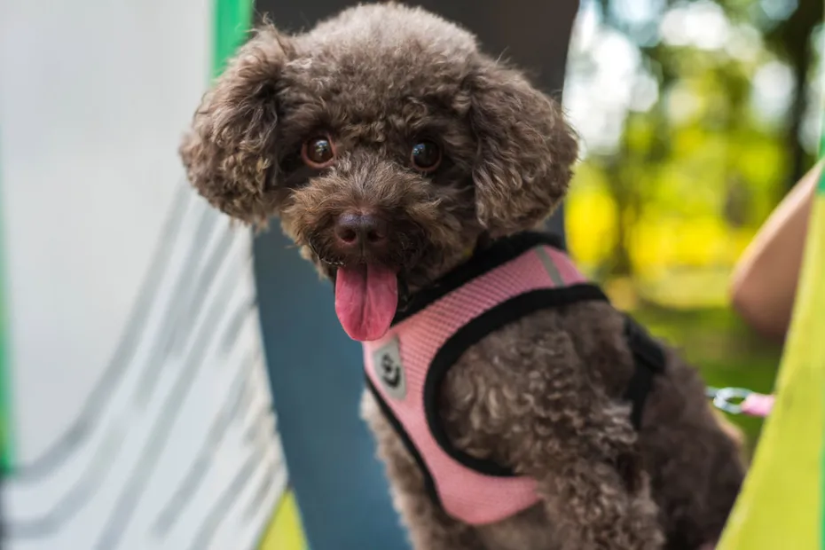 chocolate bichon frise dog on a harness