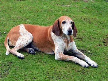 Redtick Coonhound Dog Breed Info: Pictures, Facts, Traits & More