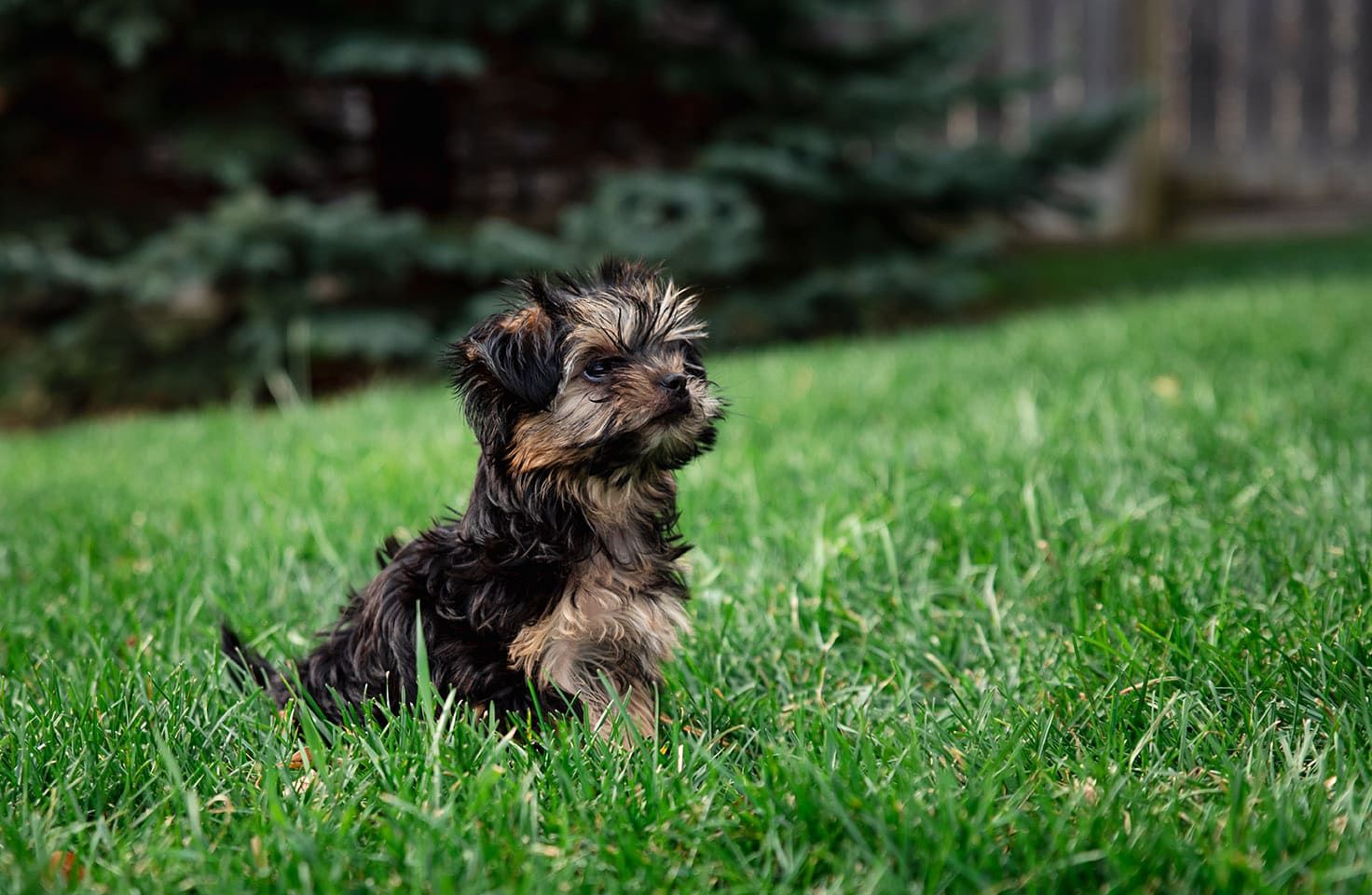 teacup morkie