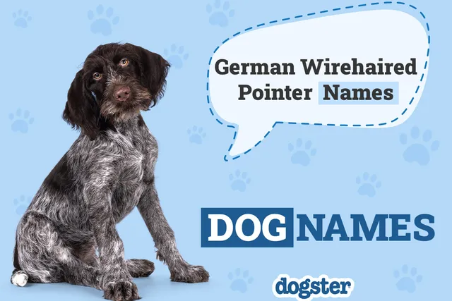 160 Popular & Unique German Wirehaired Pointer Names
