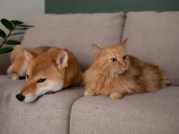 Will a Shiba Inu Be Good with My Cat? Facts & FAQ