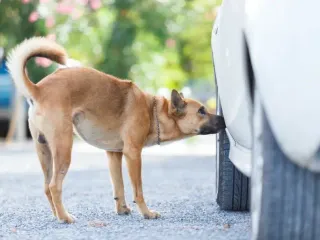 Why Do Dogs Love Things That Smell Bad to Humans? Vet-Verified Facts