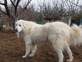 Akbash Dog Breed: Info, Pictures, Facts, & Traits