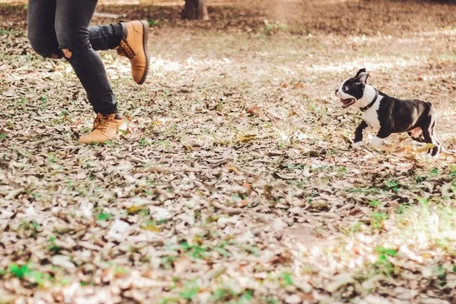 Why Do Dogs Chase? Understanding Their Drive (Plus How to Control It, Vet-Reviewed)