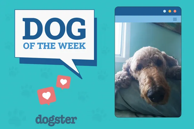 Dogster Photo Contest: Dogs of the Week Winners (July, 24 2025)