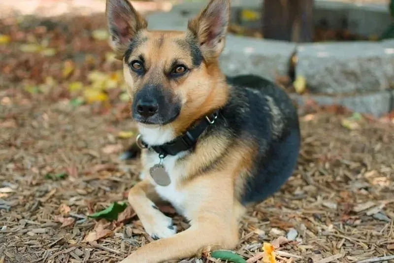 Shepchi