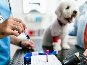 How Can Dogs Be Tested to See If They Are “Purebred”? Vet-Reviewed Facts & FAQ