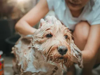 How to Groom a Cockapoo: 9 Vet-Approved Tips