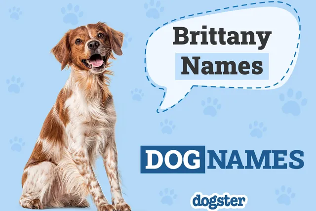 130+ Brittany Dog Names: Popular & Unique Ideas