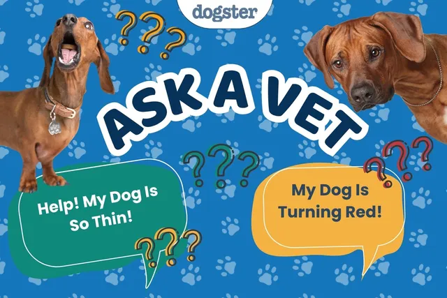 Ask Dr. Paola - Help! My Dog is Really Thin! (May 4, 2026)