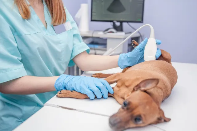 How Much Does a Dog Ultrasound Cost? 2026 Price Guide