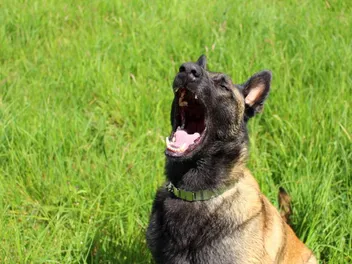 How Much Does a Belgian Malinois Bark? Tips, Temperament & Training