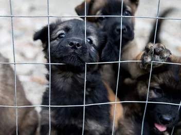 What Is the Yulin Dog Festival? History & Controversy