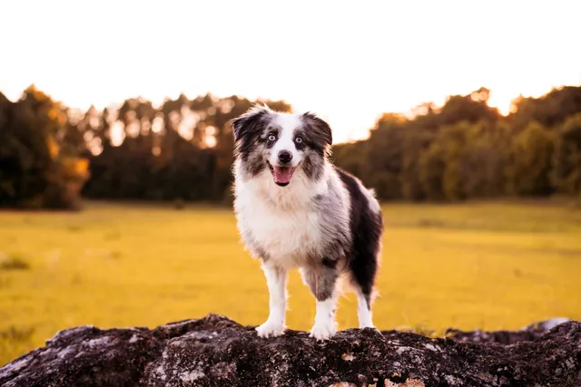 How Long Do Mini Australian Shepherds Live? Average Lifespan, Data & Care