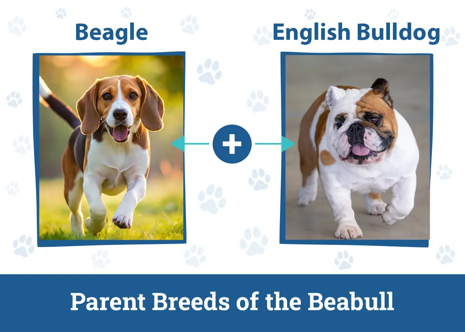 Parent Breeds of the Beabull