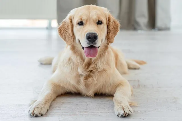 Why Does My Golden Retriever Pant So Much? Vet Approved Facts & Advice