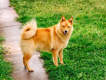 Finnish Spitz Dog Breed: Info, Pictures, Traits & Care