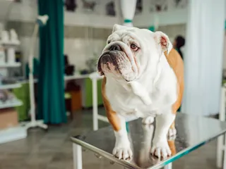Bulldog Tail Pocket Infection: Vet-Approved Prevention & Care Guide
